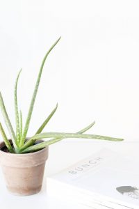 Aloe Vera-planten er god for dit indeklima